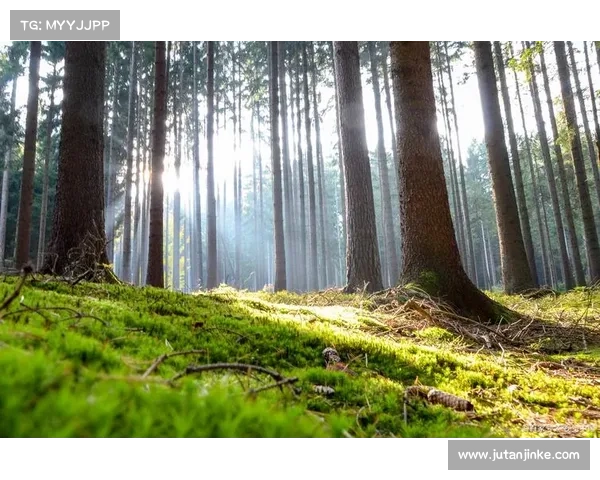 探索大自然中的五彩奇观揭示自然界色彩之谜与生命的无限魅力 探索大自然中的五彩奇观揭示自然界色彩之谜与生命的无限魅力