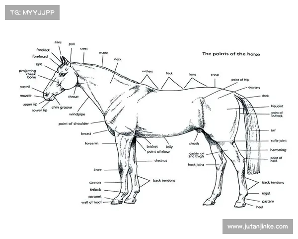 马的脚趾结构解析及其与其他动物脚趾差异的生物学意义